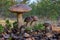 Unique picture of a big family of six birch boletes Leccinum scabrum mushrooms, known as the rough-stemmed bolete, or scaber sta