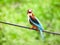 A unique picture of a white throated Kingfisher looking at you