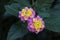 Unique pink and yellow verbena flower