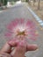 Unique pinky flower
