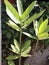 A unique plant with green leaves in the pot of the lawn