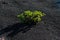 Unique  plants growing in volcanic lava sands desert, Timanfaya volcanoes park, Lanzarote Canary Islands Spain. Travel,