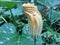 The unique pumpkin flower