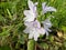 Unique purple flower texture that grows wild in the former rawa land in Kalimantan Indonesia 17