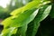 Unique Queens tree leaves, soft focus showcasing elliptical spear shaped appearance