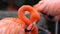 Unique red flamingo in a lake, high definition photo of this wonderful avian in south america.