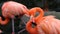 Unique red flamingo in a lake, high definition photo of this wonderful avian in south america.