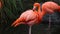 Unique red flamingo in a lake, high definition photo of this wonderful avian in south america.