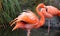 Unique red flamingo in a lake, high definition photo of this wonderful avian in south america.