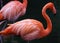 Unique red flamingo in a lake, high definition photo of this wonderful avian in south america.