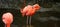 Unique red flamingo in a lake, high definition photo of this wonderful avian in south america.