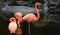 Unique red flamingo in a lake, high definition photo of this wonderful avian in south america.