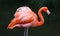 Unique red flamingo in a lake, high definition photo of this wonderful avian in south america.