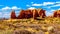 Unique Red Sandstone Formations of the Parade of Elephants in Arches National Park