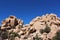 Unique rock formation with mesquite and palms trees growing in the rocks on the Hidden Valley Picnic Area Trail in Joshua Tree Nat