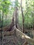 Unique root tree in rain forest