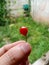 unique round red chili in my hand