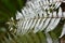 Unique silver ferns found in the forest in New Zealand