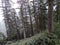 A unique snapshot of Deodar conifer trees with white clouds in the sun in blue sky