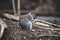 A unique squirrel sitting cleaning his paws