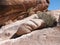 Unique stones in joshua trees natiional park