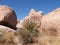 Unique stones in joshua trees natiional park