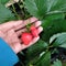 Unique strawberry shape in our garden