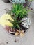 Unique succulent arrangement potted plant