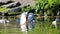 Unique swan with babies in a lake, high definition photo of this wonderful avian in south america.