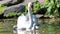 Unique swan with babies in a lake, high definition photo of this wonderful avian in south america.