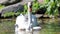 Unique swan with babies in a lake, high definition photo of this wonderful avian in south america.