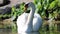 Unique swan with babies in a lake, high definition photo of this wonderful avian in south america.