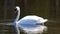 Unique swan in a lake, high definition photo of this wonderful avian in south america.