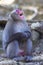 Unique Travel Destinations. Yawning Japanese Macaque Near Tree at Arashiyama Monkey Park Iwatayama in Kyoto, Japan