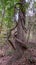 Unique tree in the frangipani forest