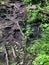 Unique tree root path in forest