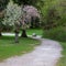 Unique tree with two different spring blossom.