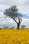 Unique Tree in Yellow Rapeseed Field