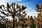 Unique trees on the main campus of the University of California Berkeley