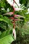 Unique Tropical Heliconia Rostrata Flower