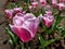 Unique tulip \\\'Mistress mystic\\\' blooming with pink and pale lavender flowers with a greyish sheen, edge silvery grey