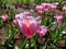 Unique tulip \\\'Mistress mystic\\\' blooming with pink and pale lavender flowers with a greyish sheen, edge silvery grey