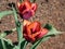 Unique tulip \\\'Slawa\\\' blooming with red flower that has a pink edge with an orange glow which fades to silver-white