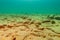 Unique underwater seascape with rocky bottom in the Lake Superior