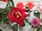 Unique variety of pink,red, orange rose with white background