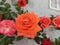 Unique variety of pink,red, orange rose with white background
