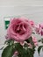 Unique variety of pink rose with white background