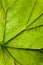 Unique veins of the green leaf of geranium close-up.