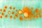 Unique watercolor texture with circles. Watercolor abstract background in orange and turquoise colors. Stylish backdrop for placa