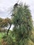 Unique weeping pine tree at city garden